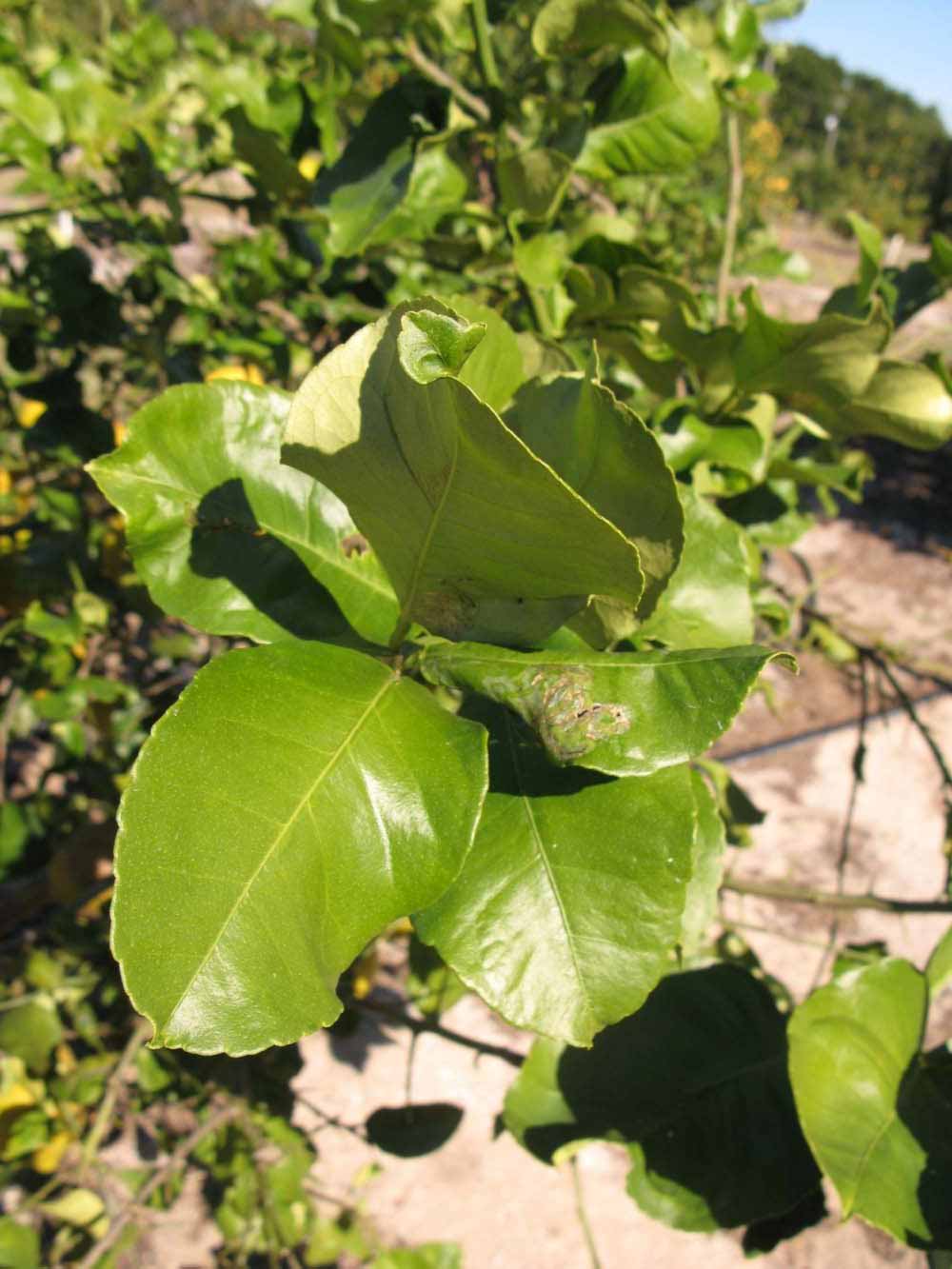            Sun leaves (Winter Haven, FL)   